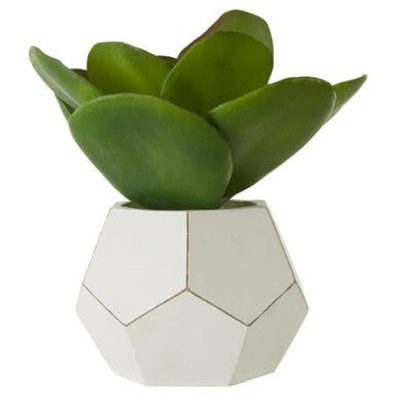 Fiori White Cement Pot Succulent