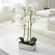 Fiori White Orchid Plant In Rectangular Pot