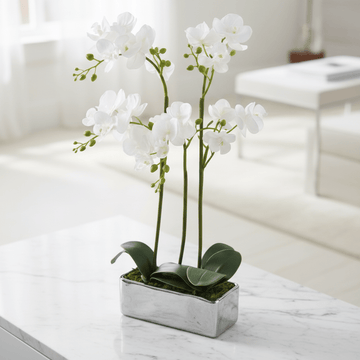Fiori White Orchid Plant In Rectangular Pot