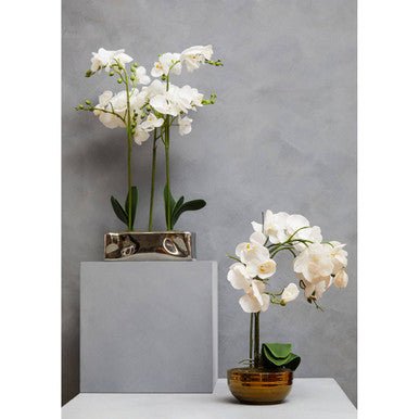 Fiori White Orchid Plant In Rectangular Pot