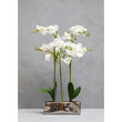 Fiori White Orchid Plant In Rectangular Pot