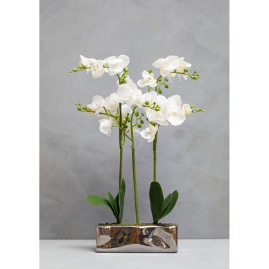 Fiori White Orchid Plant In Rectangular Pot