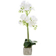 Fiori White Orchid Plant In Rectangular Pot