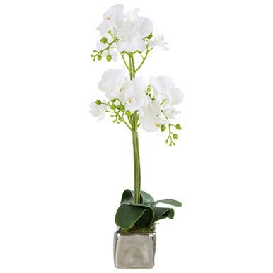 Fiori White Orchid Plant In Rectangular Pot