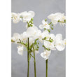 Fiori White Orchid Plant In Rectangular Pot