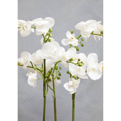 Fiori White Orchid Plant In Rectangular Pot