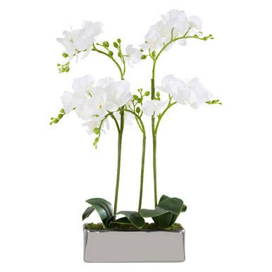 Fiori White Orchid Plant In Rectangular Pot