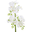 Fiori White Orchid Plant In Rectangular Pot