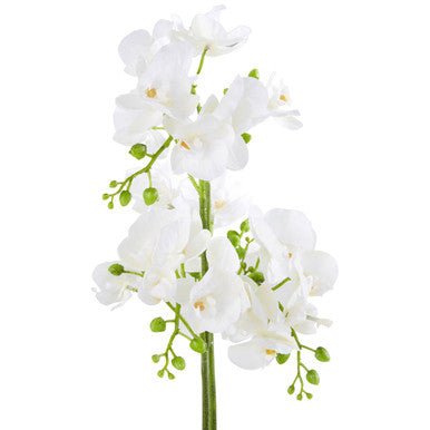 Fiori White Orchid Plant In Rectangular Pot