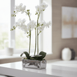 Fiori White Orchid Plant In Rectangular Pot
