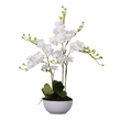 Fiori White Orchid Plant In Rectangular Pot