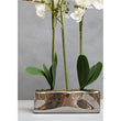 Fiori White Orchid Plant In Rectangular Pot
