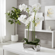 Fiori White Orchid Plant In Rectangular Pot