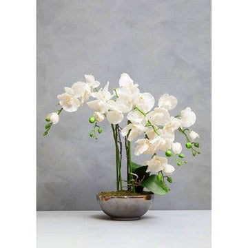 Fiori White Orchid Plant With Round Silver Pot