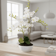 Fiori White Orchid Plant With White Pot