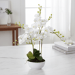 Fiori White Orchid Plant With White Pot