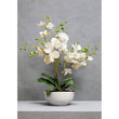 Fiori White Orchid Plant With White Pot