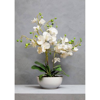 Fiori White Orchid Plant With White Pot