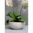 Fiori White Orchid Plant With White Pot