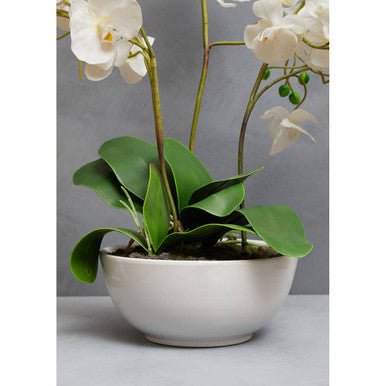 Fiori White Orchid Plant With White Pot