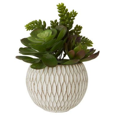 Fiori White Round Pot Mixed Succulent