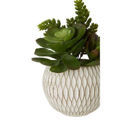 Fiori White Round Pot Mixed Succulent