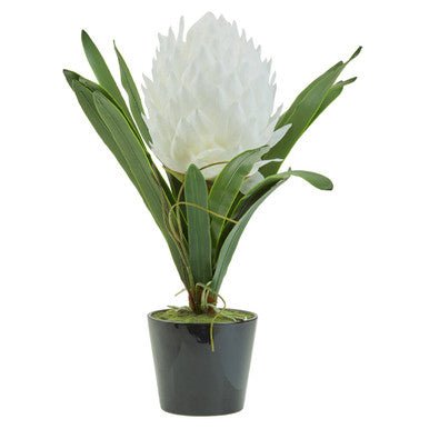 Fiori White Tropical Plant