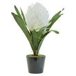 Fiori White Tropical Plant