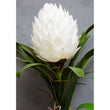 Fiori White Tropical Plant