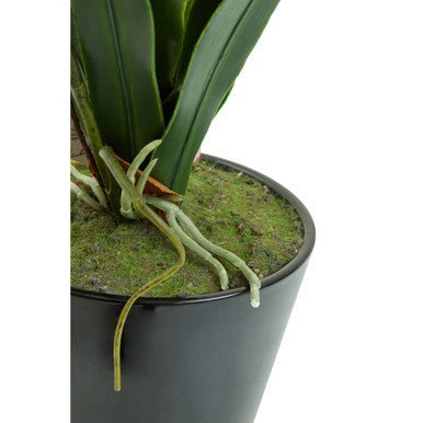 Fiori White Tropical Plant