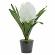 Fiori White Tropical Plant