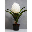 Fiori White Tropical Plant