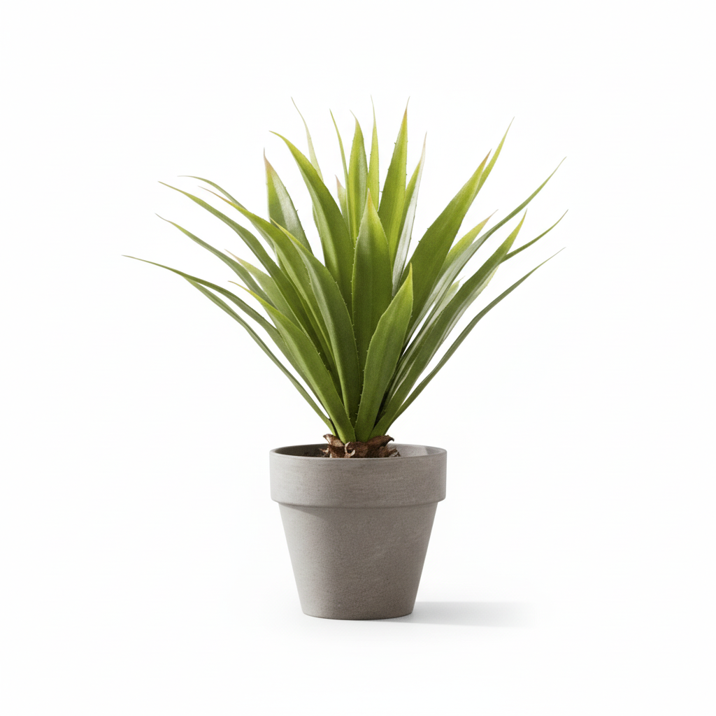 Fiori Agave Succulent