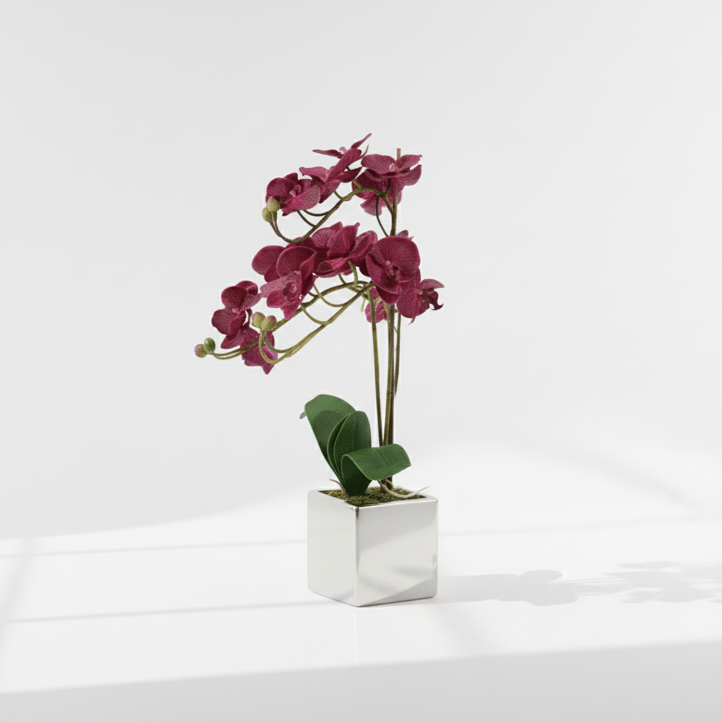 Fiori Aubergine Orchid Plant