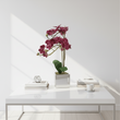 Fiori Aubergine Orchid Plant