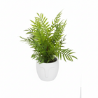 Fiori Fern In White Ceramic Pot With Iron Stand