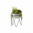 Fiori Mixed Succulent with Metal Stand