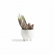 Fiori Mixed Succulents In Ceramic Pot