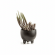 Fiori Mixed Succulents In Ceramic Pot