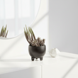 Fiori Mixed Succulents In Ceramic Pot