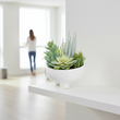 Fiori Mixed Succulents In Large Ceramic Pot