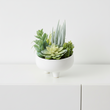 Fiori Mixed Succulents In Large Ceramic Pot