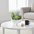 Fiori Mixed Succulents In Large Ceramic Pot