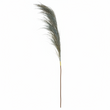 Fiori Pampas Grass Blue Stem