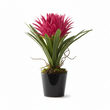 Fiori Pink Tropical Plant with Black Ceramic Pot