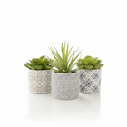 Fiori Set of 3 Succulents in Henna Ceramic Pots