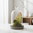 Fiori Small Succulent Dome With Cement Base