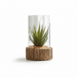 Fiori Small Succulent with Natural Stone Base