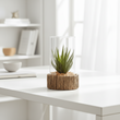 Fiori Small Succulent with Natural Stone Base