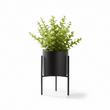 Fiori Thyme